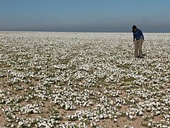Desierto Florido en Bahía Salada, Región de Atacama (2).JPG