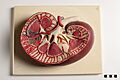 Didactic model of a mammal kidney-FMVZ USP-16