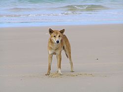 Archivo:Dingo-Fraser Island