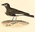Diuca speculifera 1847