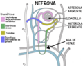 Diureticos nefrona