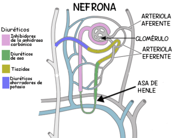 Archivo:Diureticos nefrona