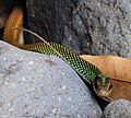 Drymobius margaritiferus cropped