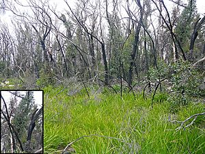 Archivo:Eucalypt trees, Australia, 15 months after a bushfire