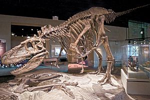 Archivo:FMNH Daspletosaurus