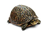 Archivo:Florida Box Turtle Digon3