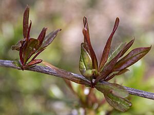 Archivo:Fulles noves, magraner (partida de la Belenguera, Alginet, País Valencià)