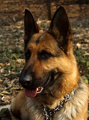 Archivo:German Shepherd Dog head Lamia 2005