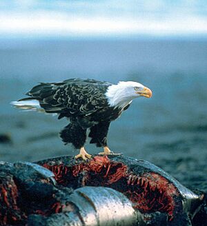Archivo:Haliaeetus leucocephalus-whale-USFWS