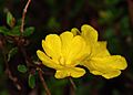 Hibbertia empetrifolia 01 Pengo