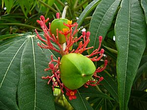 Archivo:Jatropha multifida 0001