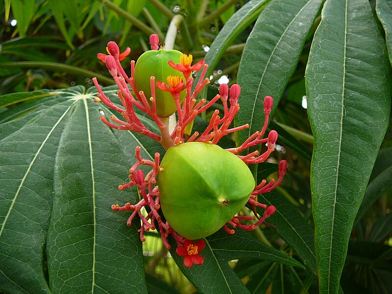 Jatropha multifida 0001