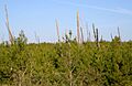Juniperprairiewilderness2006