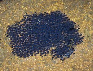 Archivo:Litoria lesueurii spawn