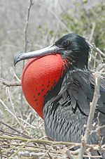 Archivo:Male Frigate bird