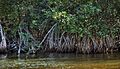 Manglar (4190745386)