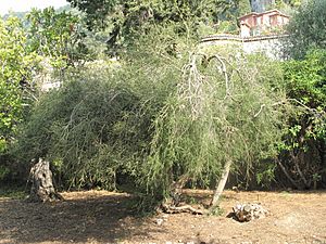 Archivo:Melaleuca alternifolia (Maria Serena)