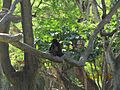 Mokey in the tree