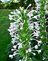 Morina longifolia 3