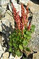 Mountain Sorrel (3849724213)