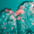 Mucus cells