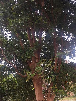Mycianthes fragans tree.jpg