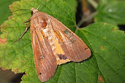 Noctua pronuba1.jpg
