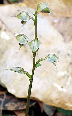 Orchid Chatswood probably Acianthus fornicatus.jpg