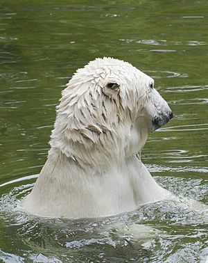Archivo:Oso polar (Ursus maritimus), Tierpark Hellabrunn, Múnich, Alemania, 2012-06-17, DD 05