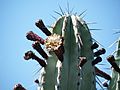 Pachycereus weberi (1)