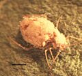 Pandora neoaphidis
