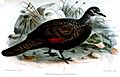 PetrophassaRufipennisKeulemans