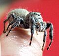Phidippus octopunctatus 1 PEM