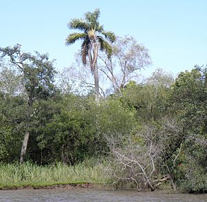 Archivo:Río Paraná Miní