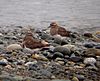 Rufous-chested Dotterel.jpg