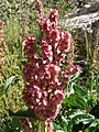 Rumex hymenosepalus 3