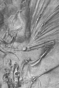 SArchaeopteryxLondon