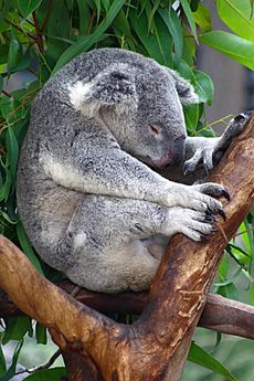 Archivo:Sa-sleeping-koala