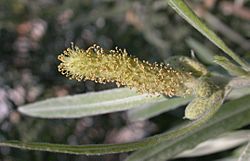 Salix exigua staminate catkin 2003-06-04.jpg