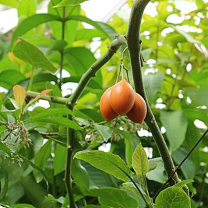 Archivo:Solanum betaceum-IMG 3447