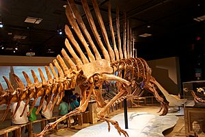 Archivo:Spinosaurus hip