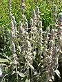 Stachys byzantinia2