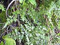 Starr 031118-0034 Lygodium japonicum