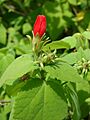 Starr 080716-9483 Malvaviscus arboreus