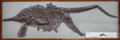 Stenopterygius-Birthing-NHM-2017-PNG-1001