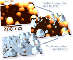 Archivo:Supported Lipid Bilayer and Nanoparticles AFM