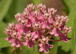 Archivo:Swamp Milkweed Asclepias incarnata Flowers Closeup 2800px