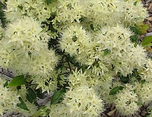 Archivo:Syzygium anisatum flowers 1259