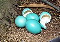 Tinamus guttatus eggs