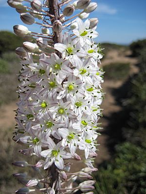 Archivo:Urginea maritima - flowers-sardinia